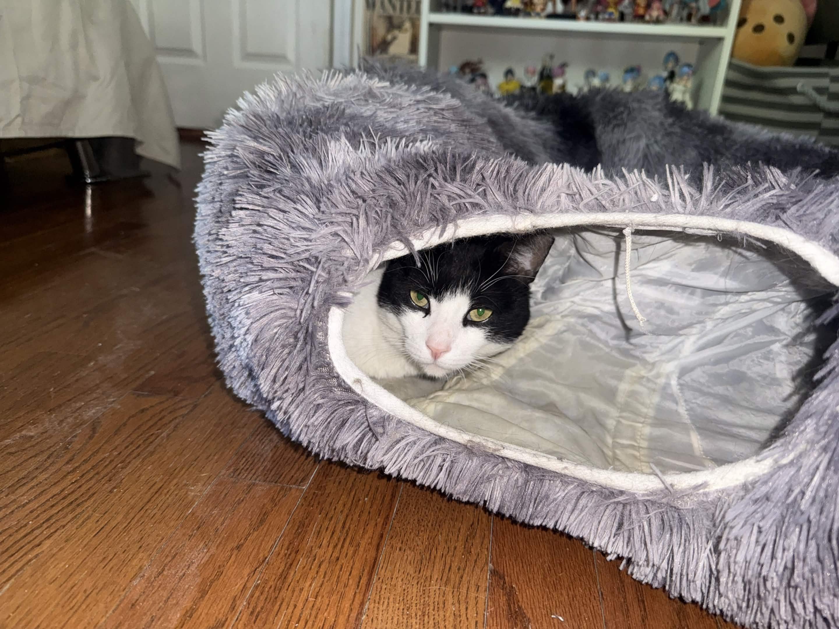 Ozzy Pawsborne, a ADOPTABLE American Shorthair in Florham Park, NJ image 3/6