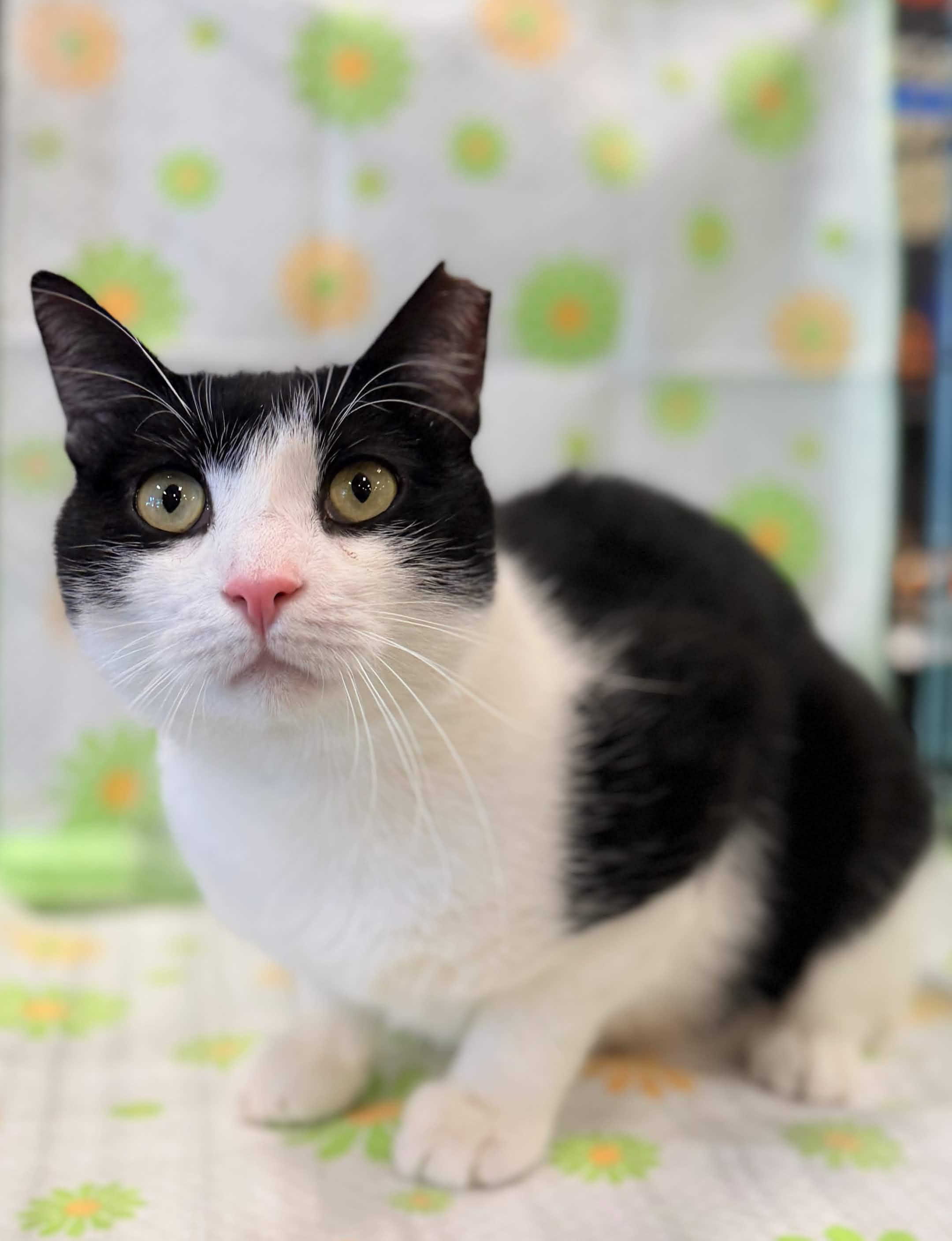 Ozzy Pawsborne, ADOPTABLE, Adult Male American Shorthair.