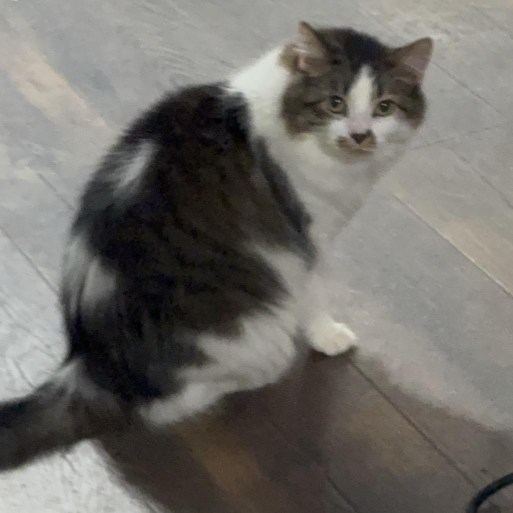 Mashayla — thumbnail 3