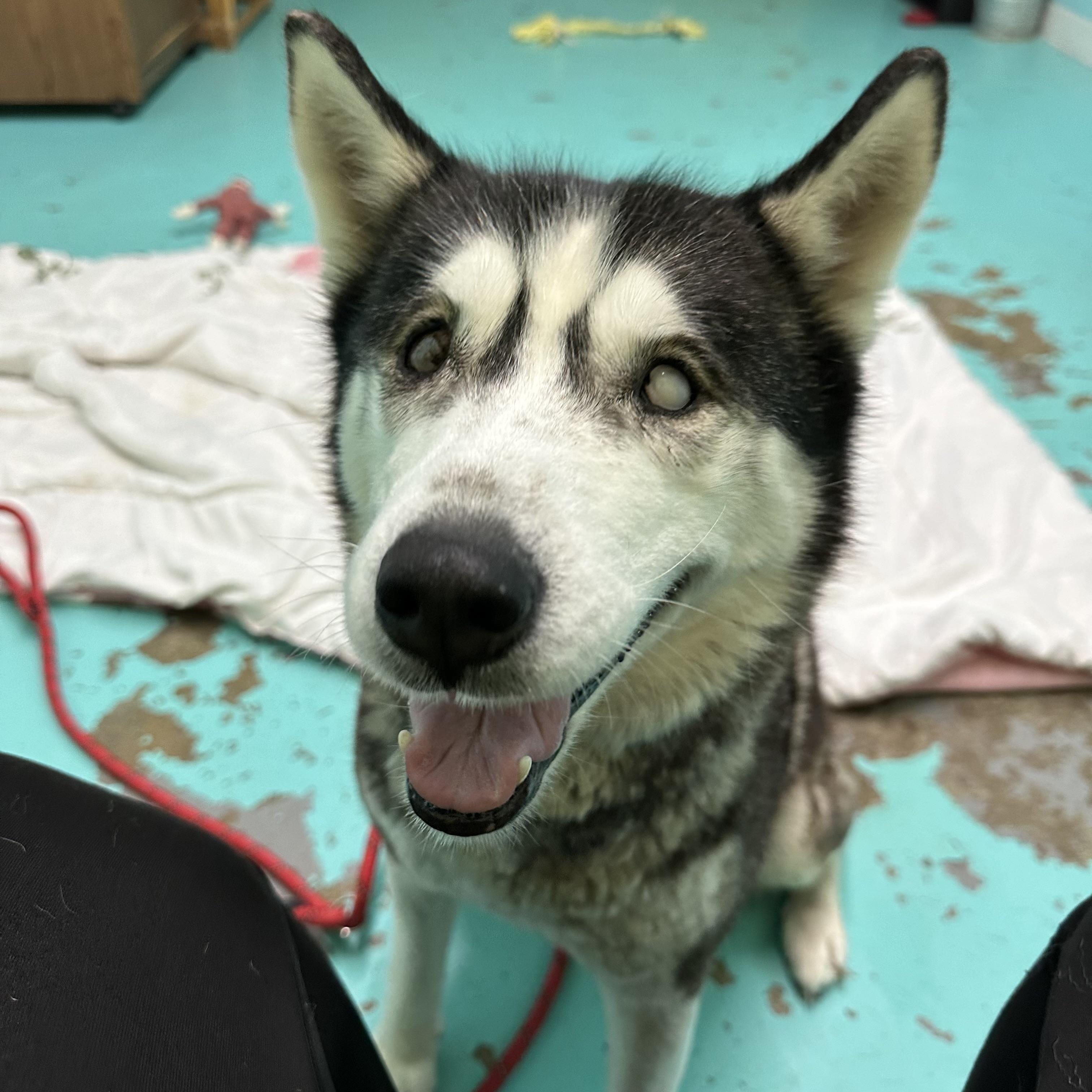 Winter (Sky), Senior Female Husky