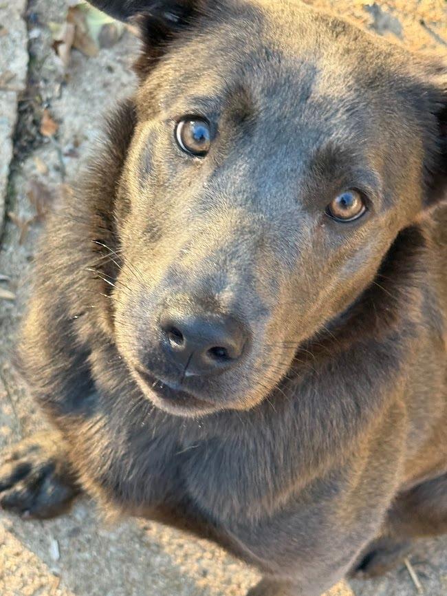 Nora (Courtesy Post), Adoptable, Puppy Female Labrador Retriever & Australian Kelpie.