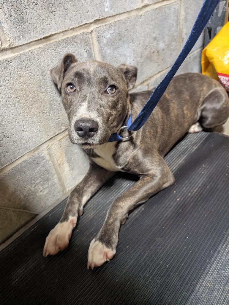 Ally, Adoptable, Puppy Female Mixed Breed.