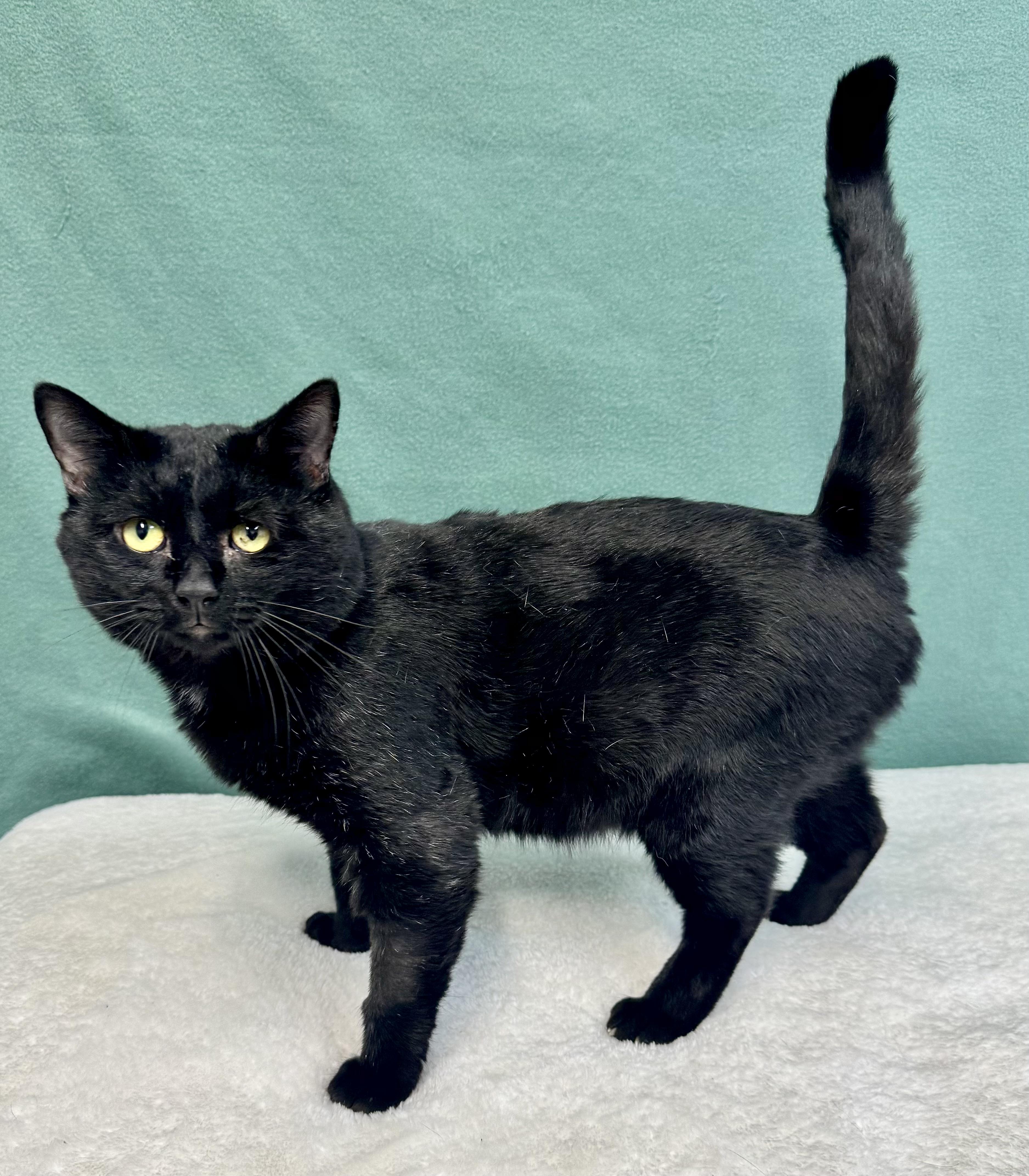 Enlarge SLY, a Adoptable mixed breed in Beechbottom, WV image 1/3