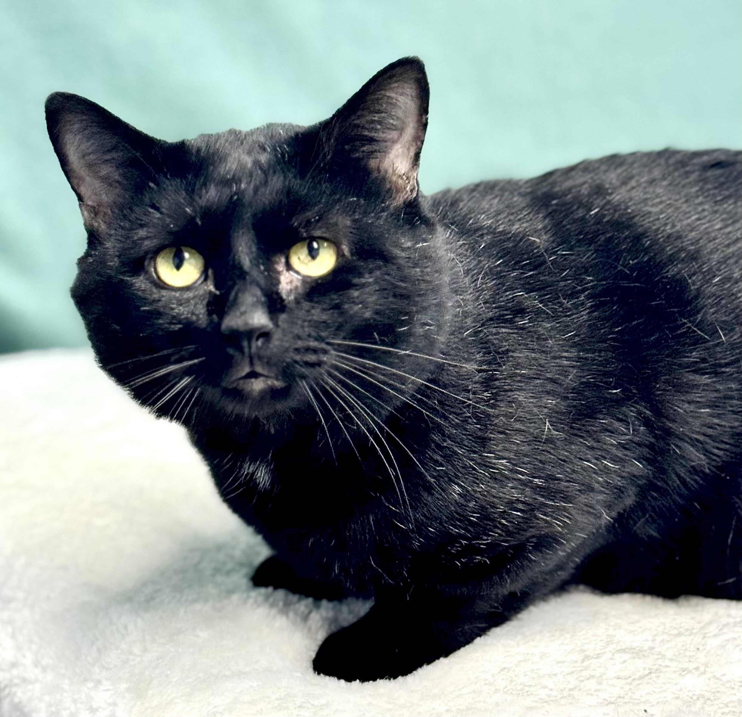 Enlarge SLY, a Adoptable mixed breed in Beechbottom, WV image 2/3