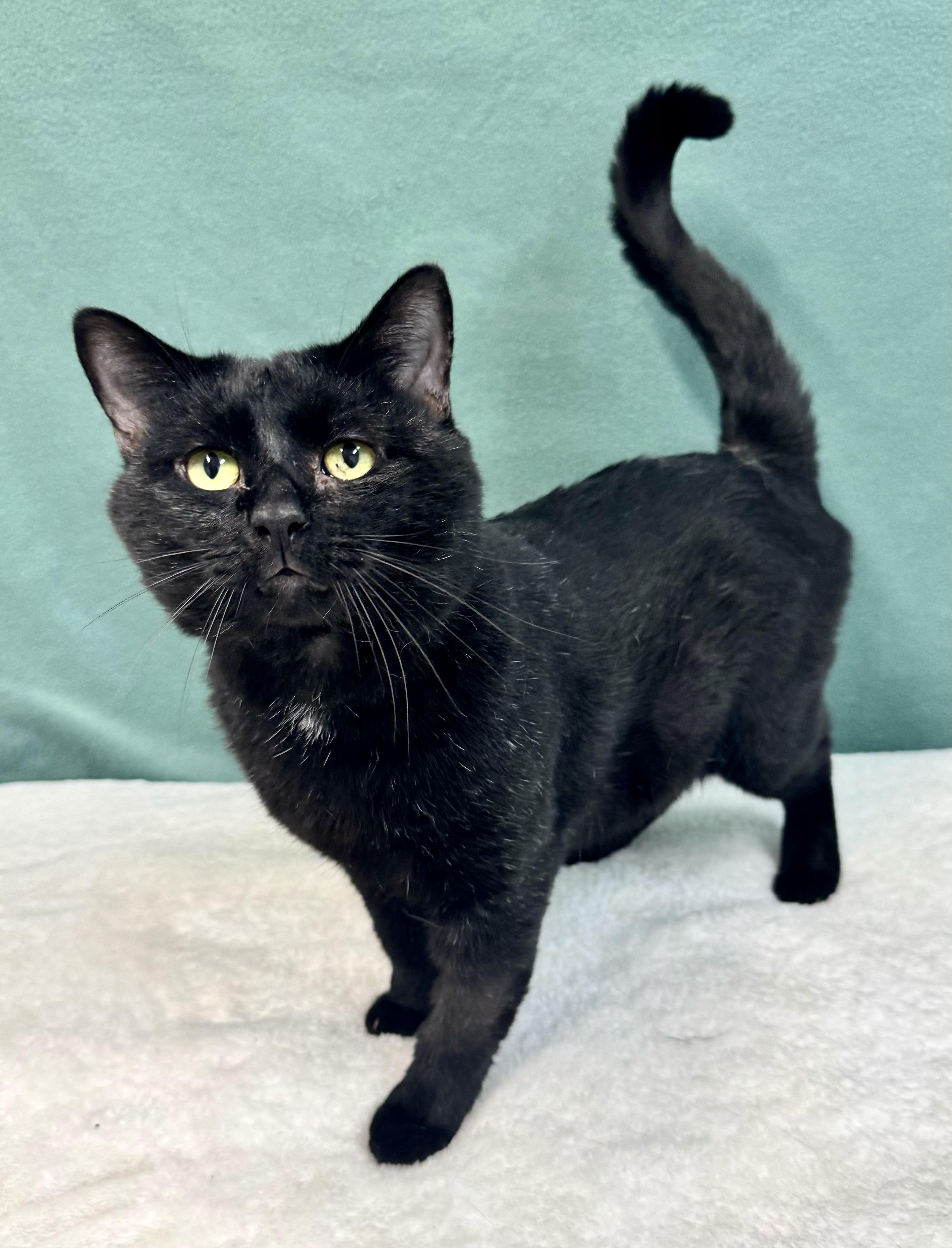 Enlarge SLY, a Adoptable mixed breed in Beechbottom, WV image 3/3