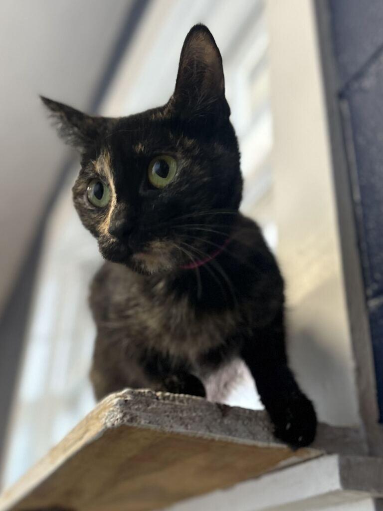 CHLOE, Adoptable, Kitten Female Domestic Short Hair.
