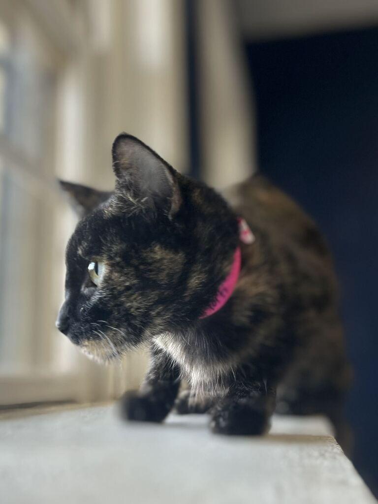 Enlarge CHLOE, a Adoptable mixed breed in Athens, AL image 2/4