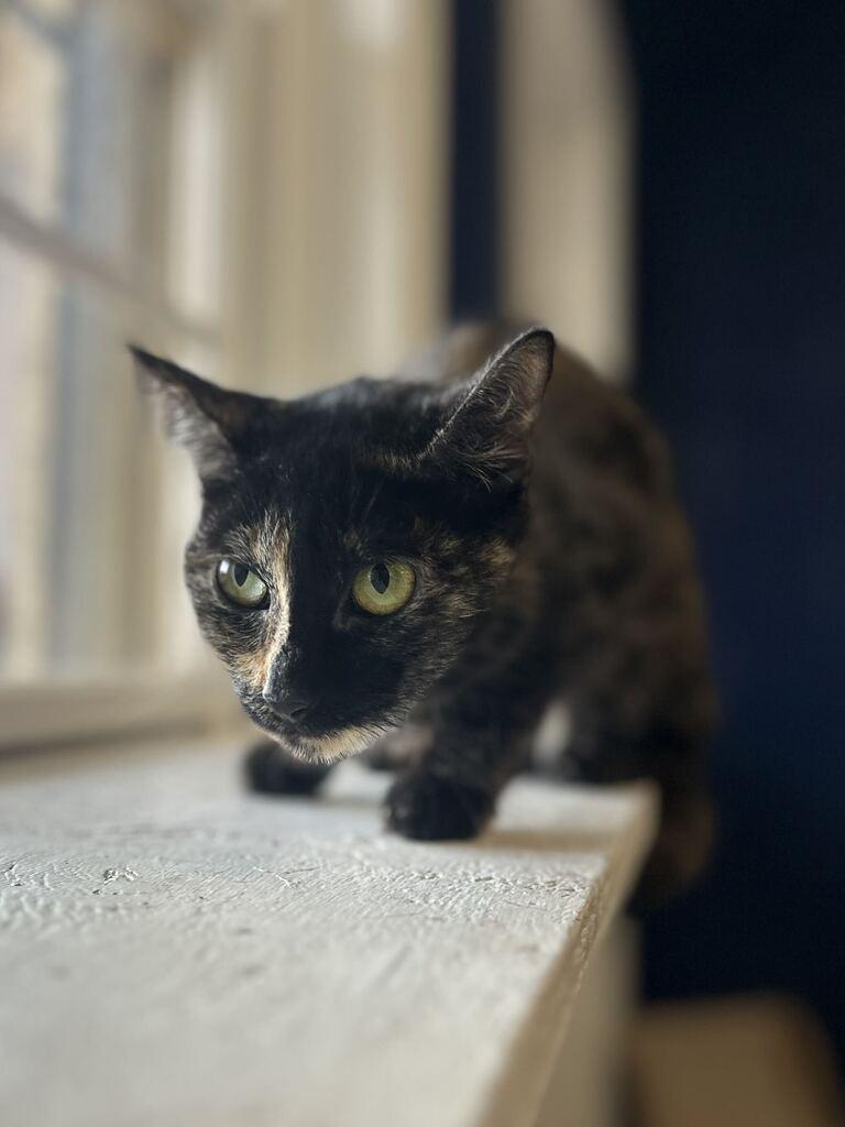 Enlarge CHLOE, a Adoptable mixed breed in Athens, AL image 3/4