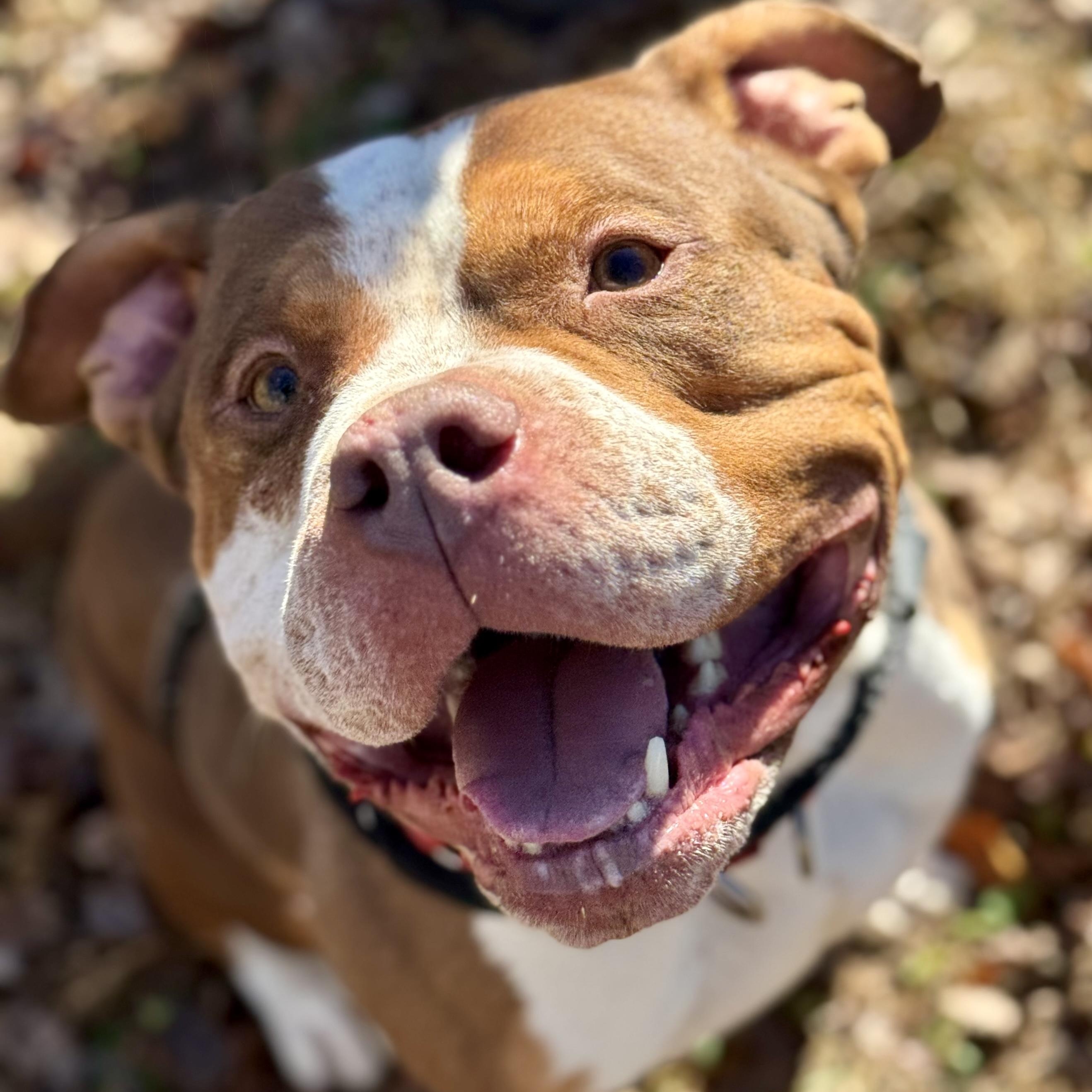 Enlarge Bruno, an adopted Pit Bull Terrier in Cranford, NJ image 2/4