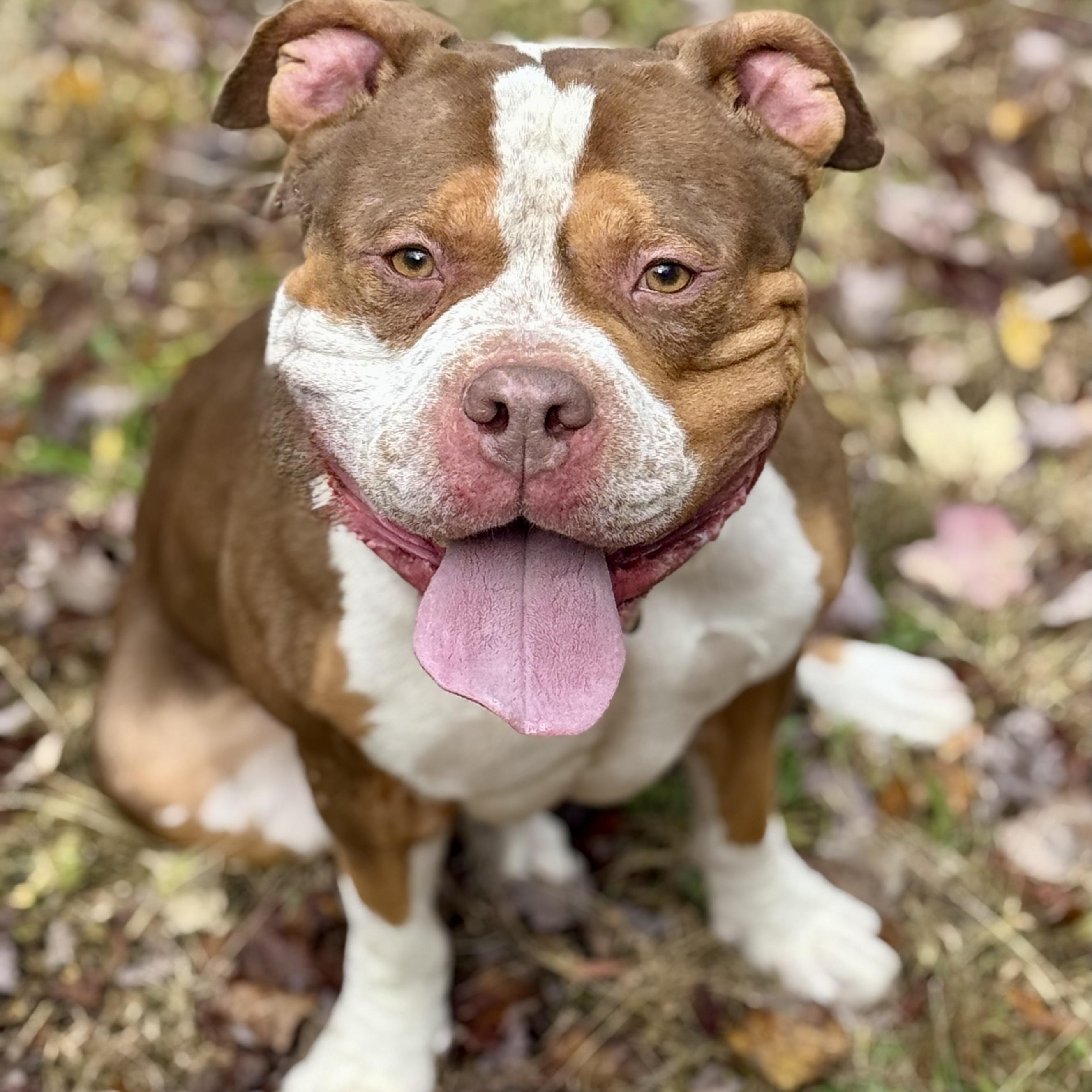 Enlarge Bruno, an adopted Pit Bull Terrier in Cranford, NJ image 4/4
