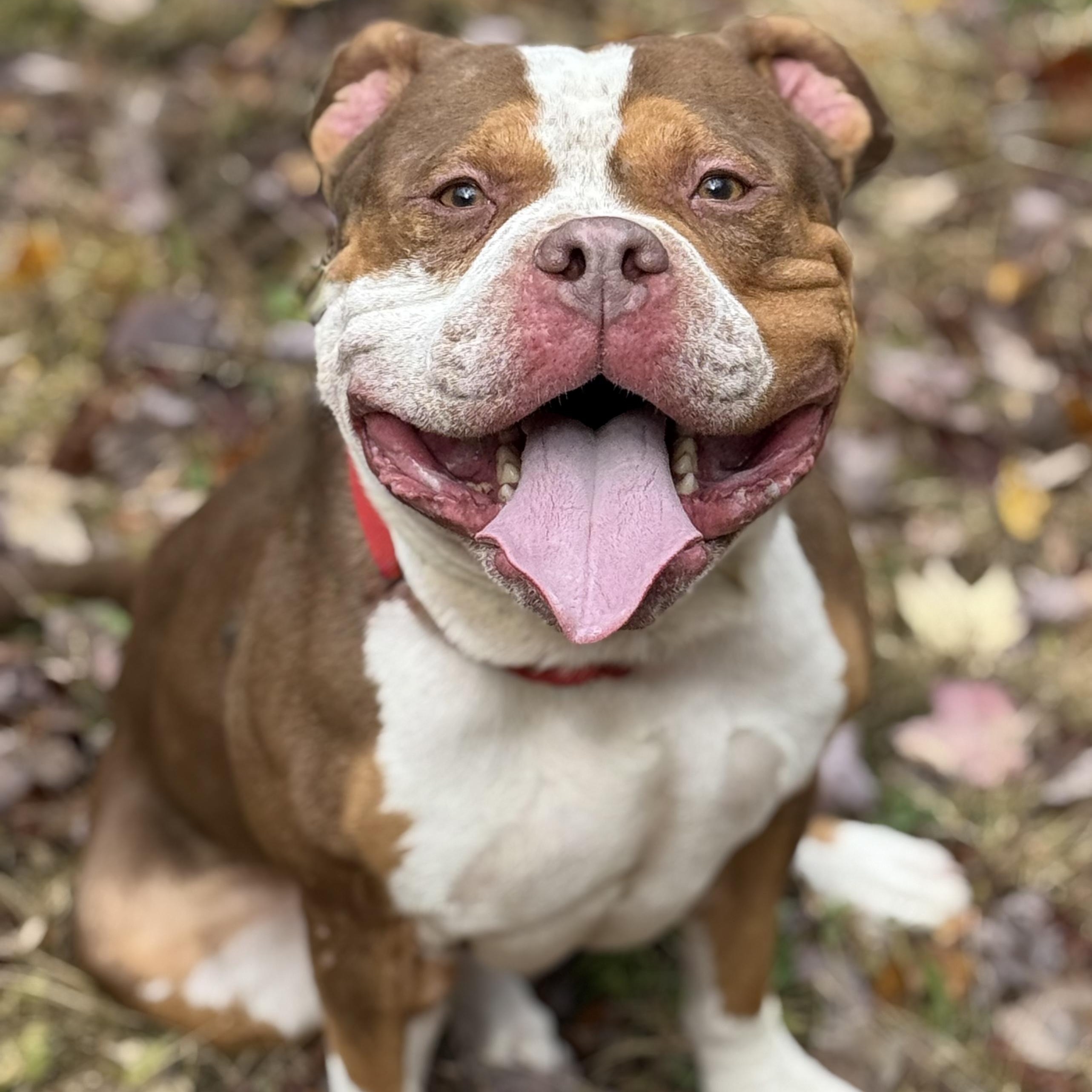 Enlarge Bruno, an adopted Pit Bull Terrier in Cranford, NJ image 1/4