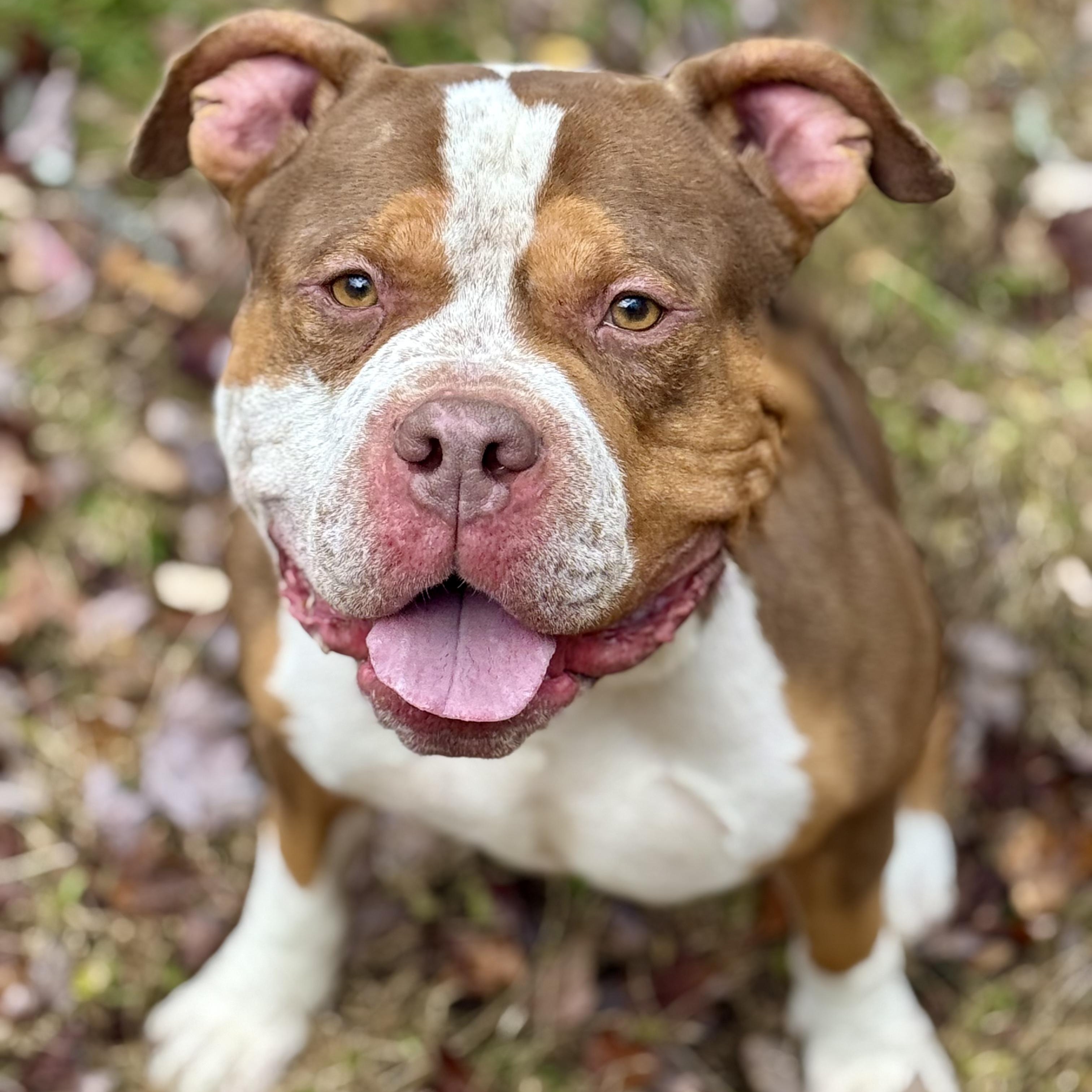 Enlarge Bruno, an adopted Pit Bull Terrier in Cranford, NJ image 3/4