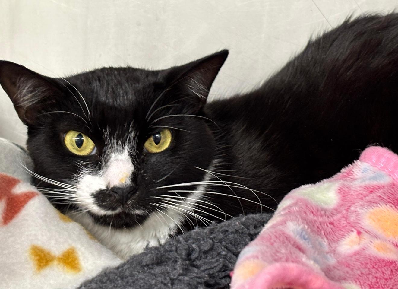 Enlarge Tessie, a Adoptable Domestic Short Hair in Lauderhill, FL image 1/5