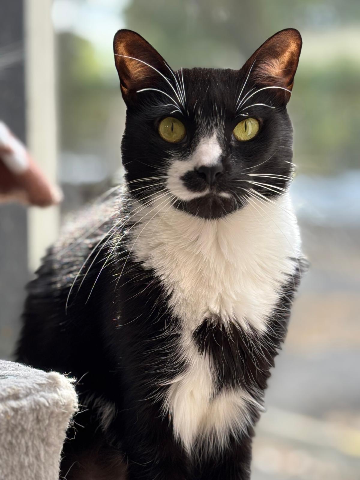 Enlarge Tessie, a Adoptable Domestic Short Hair in Lauderhill, FL image 3/4