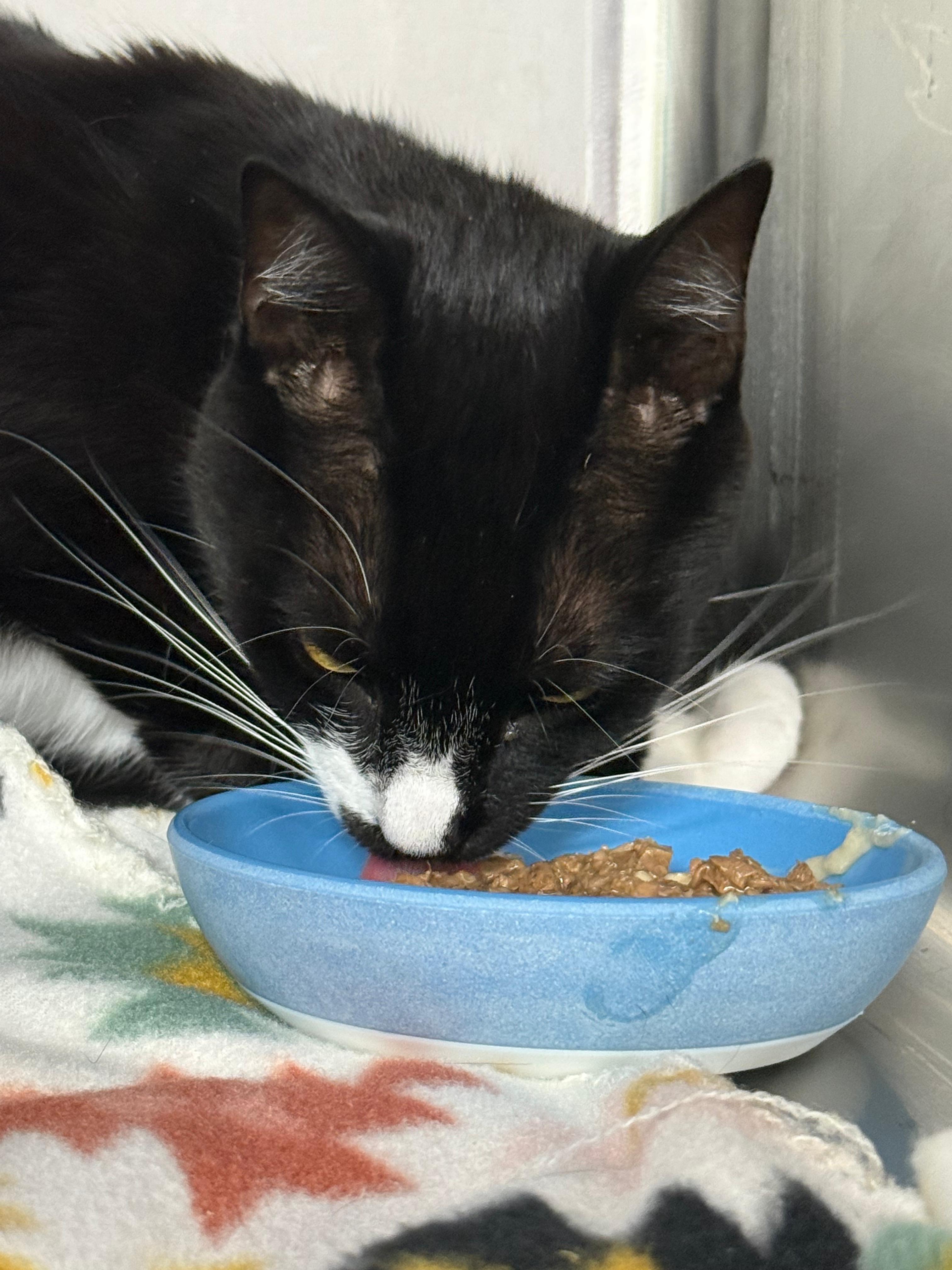 Enlarge Tessie, a Adoptable Domestic Short Hair in Lauderhill, FL image 2/5