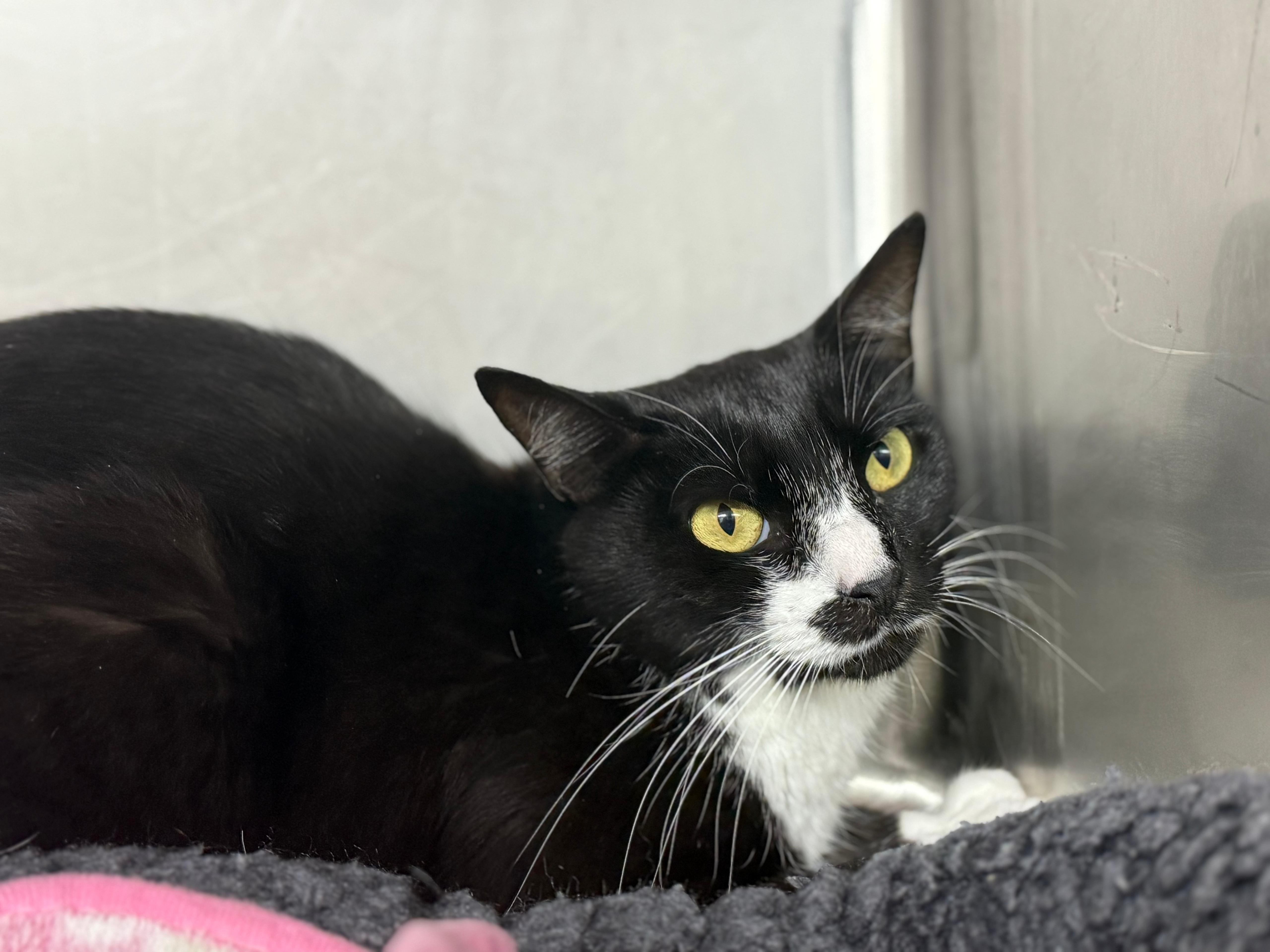 Enlarge Tessie, a Adoptable Domestic Short Hair in Lauderhill, FL image 4/5