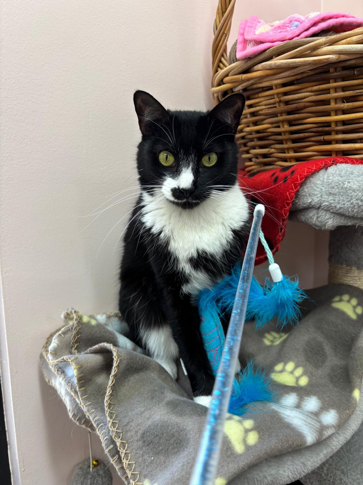 Enlarge Tessie, a Adoptable Domestic Short Hair in Lauderhill, FL image 2/4