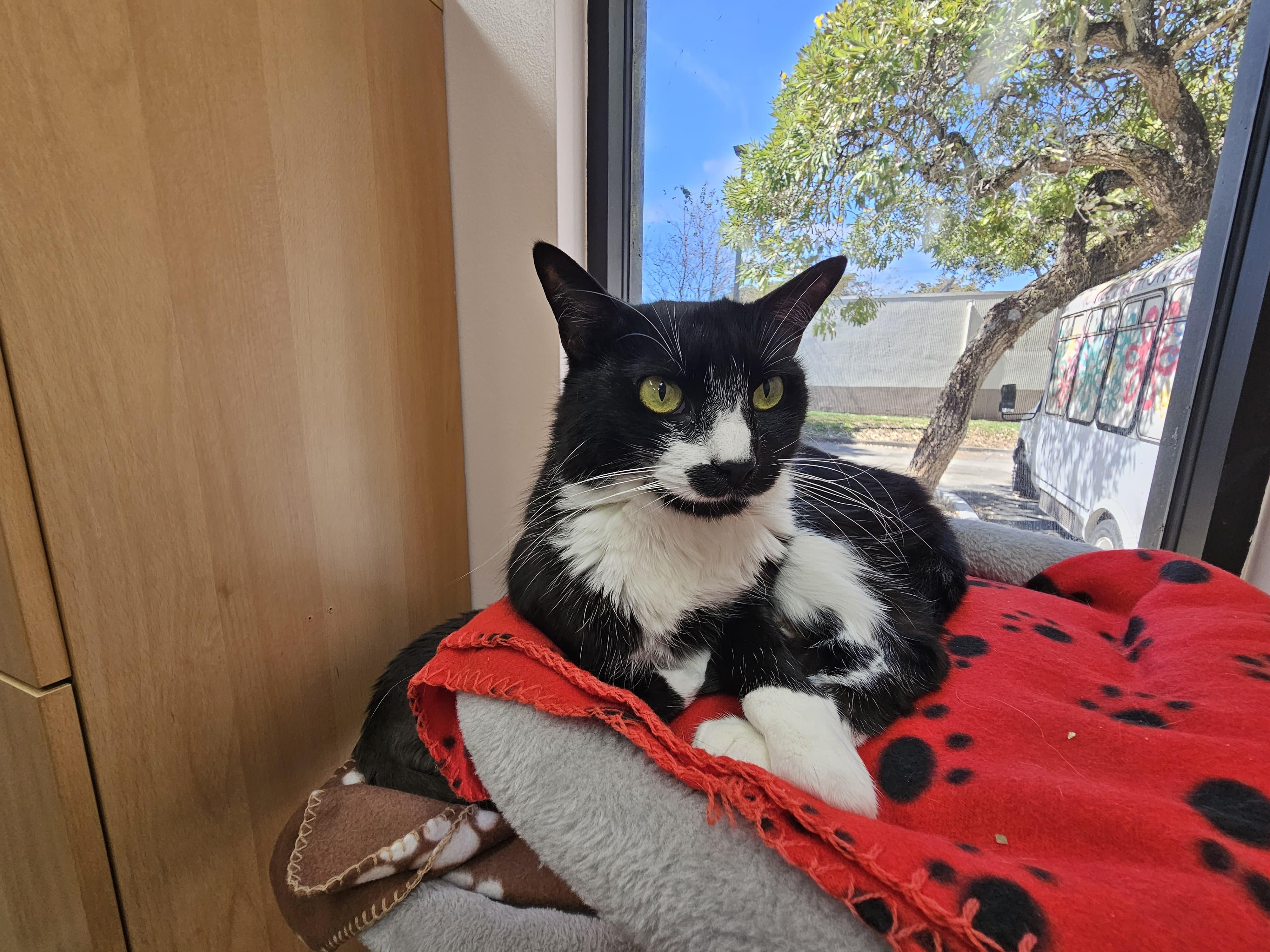 Enlarge Tessie, a Adoptable Domestic Short Hair in Lauderhill, FL image 1/4