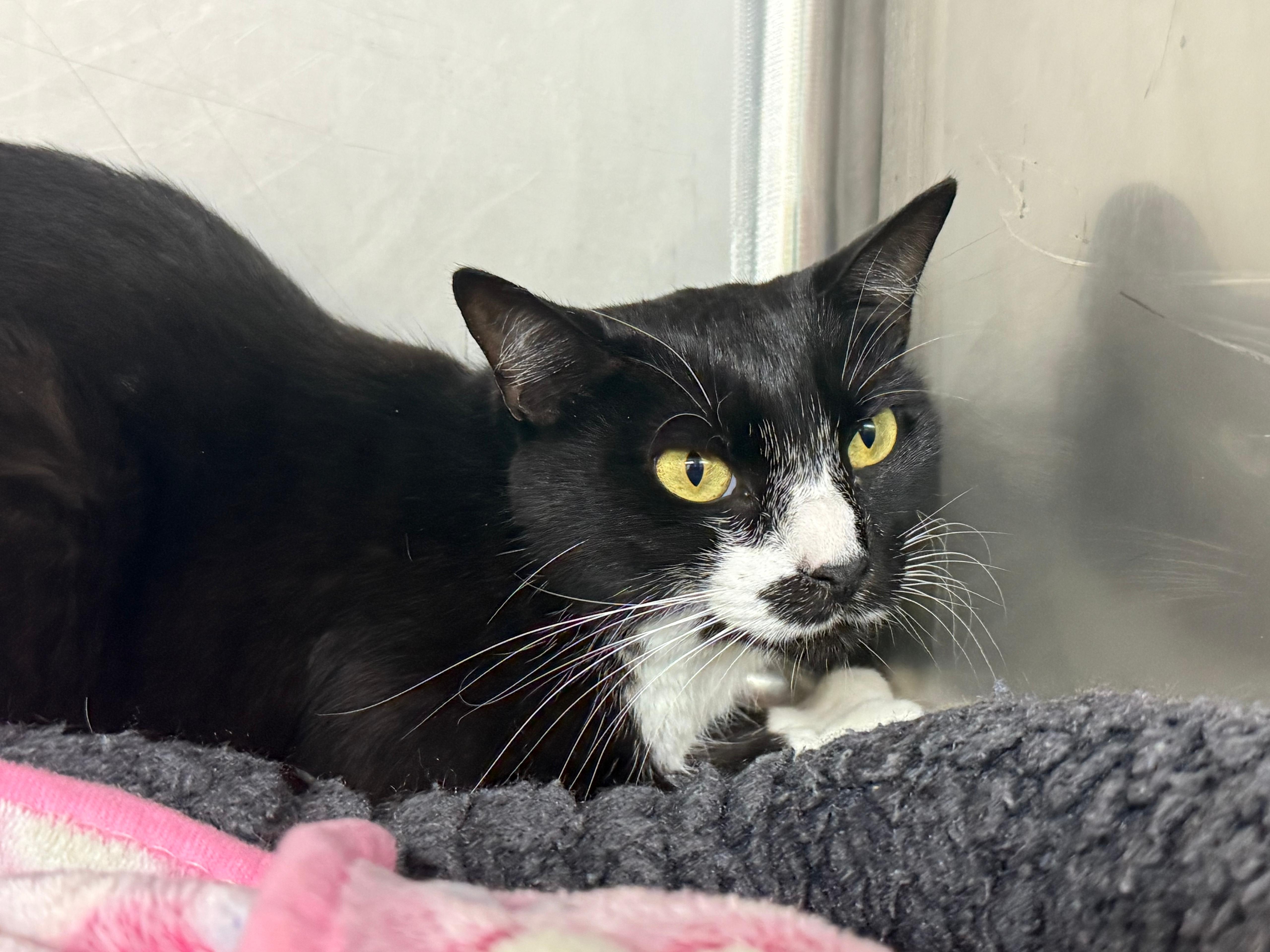 Enlarge Tessie, a Adoptable Domestic Short Hair in Lauderhill, FL image 5/5