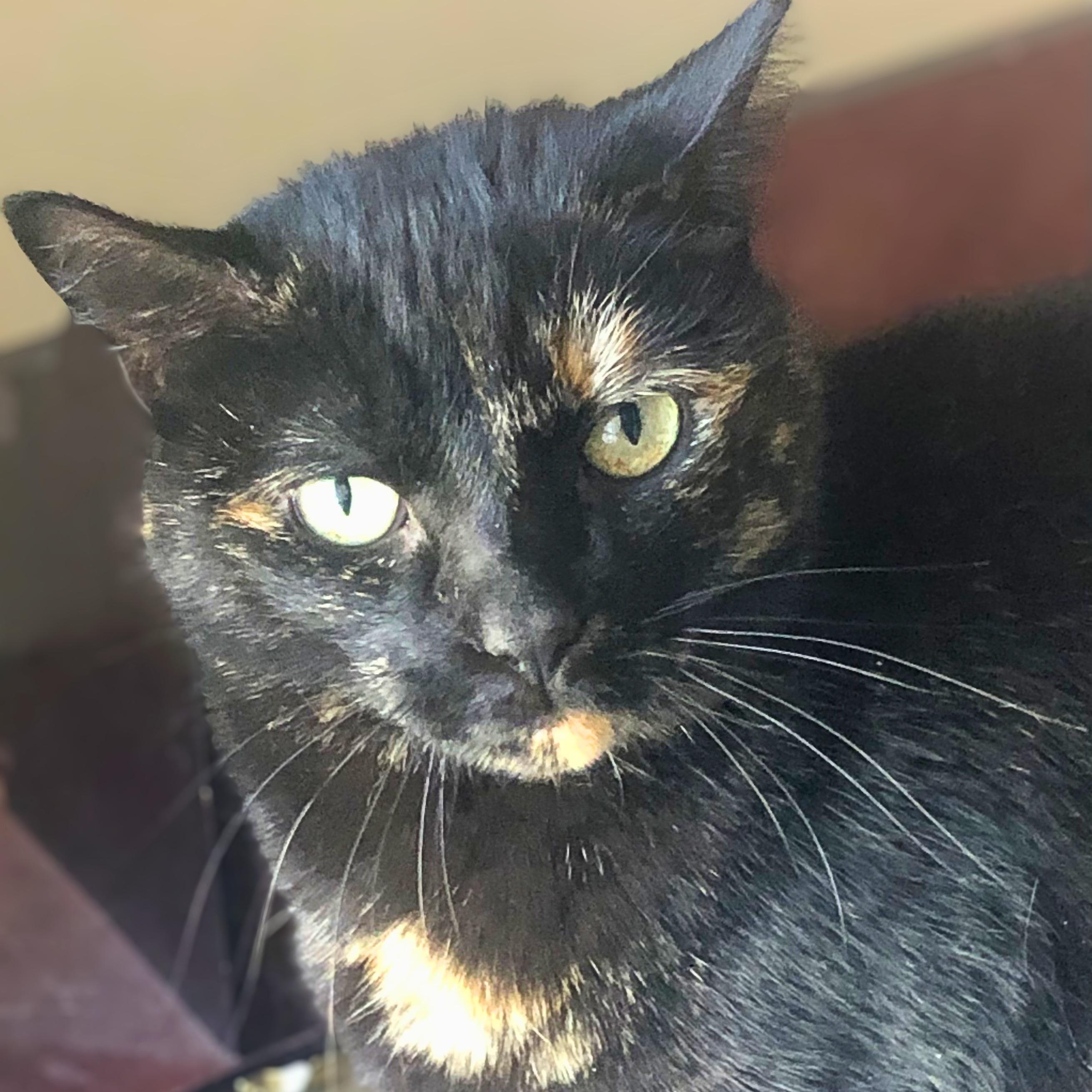Enlarge Midnight, a Adoptable Domestic Short Hair in New Cumberland, PA image 4/6