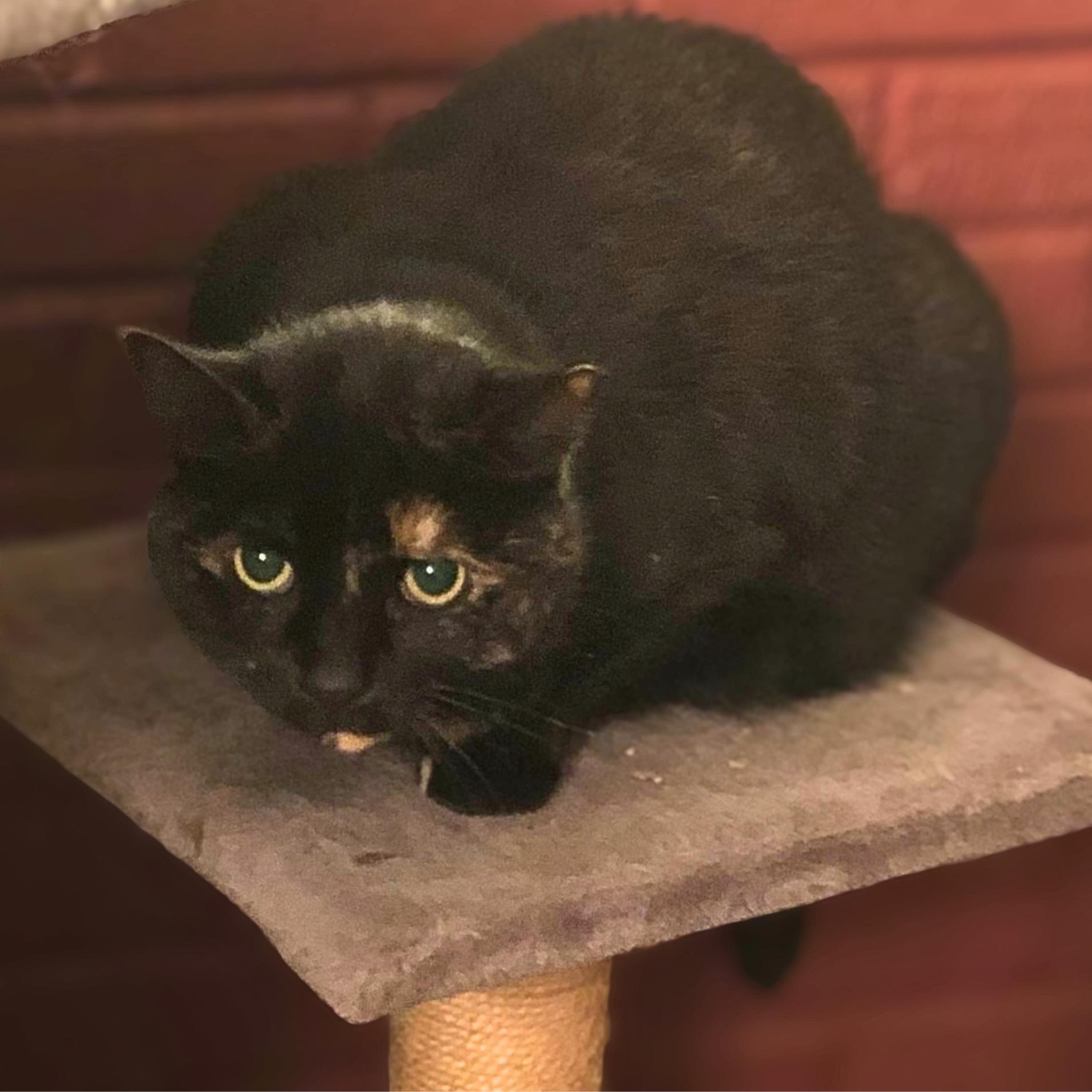 Enlarge Midnight, a Adoptable Domestic Short Hair in New Cumberland, PA image 3/6