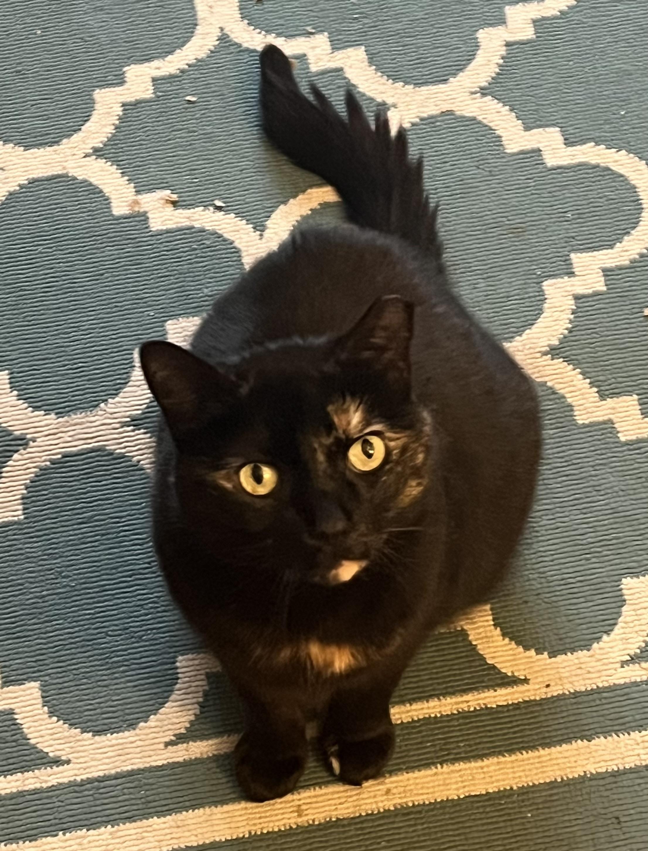 Enlarge Midnight, a Adoptable Domestic Short Hair in New Cumberland, PA image 1/6