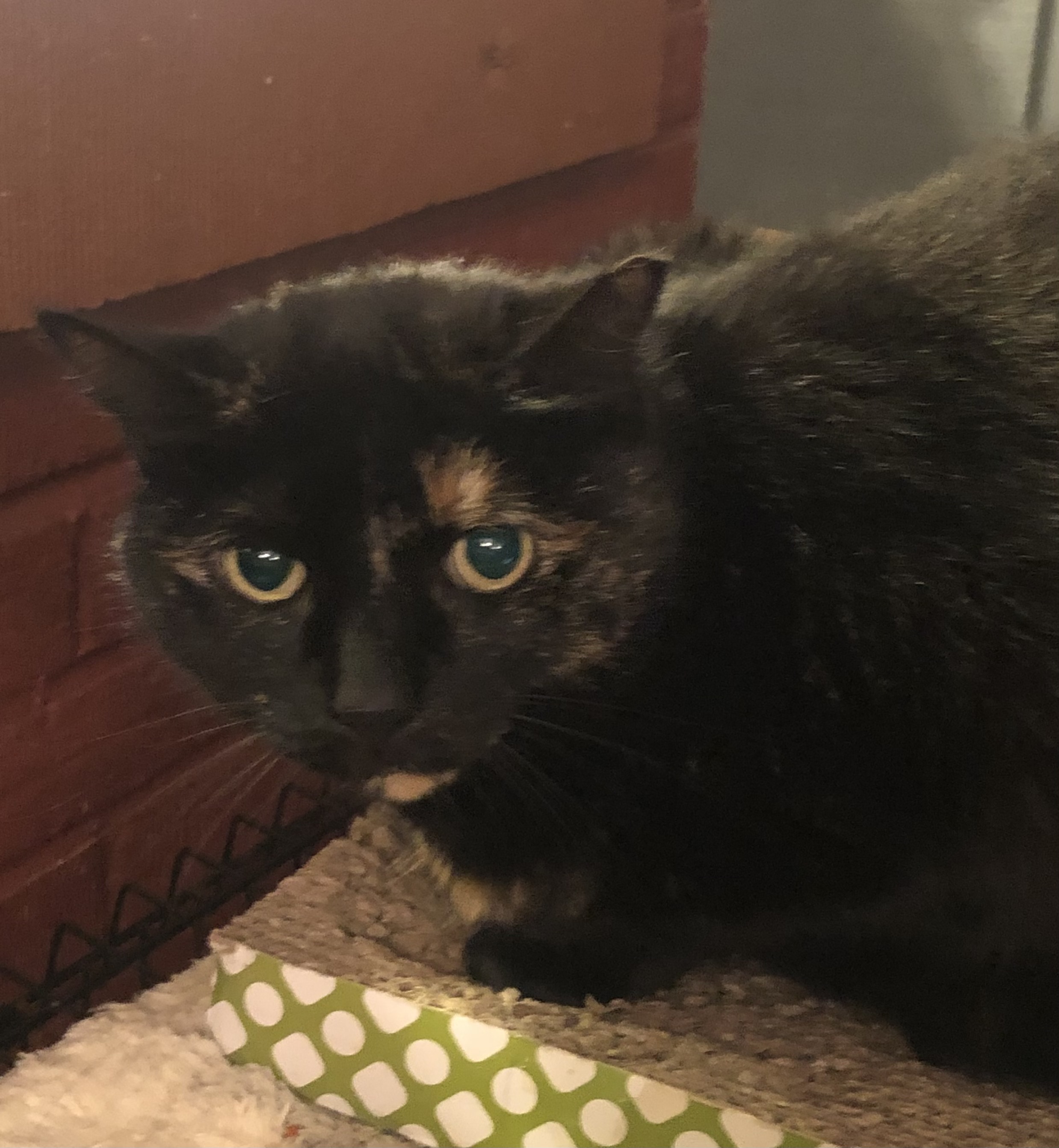 Enlarge Midnight, a Adoptable Domestic Short Hair in New Cumberland, PA image 2/6