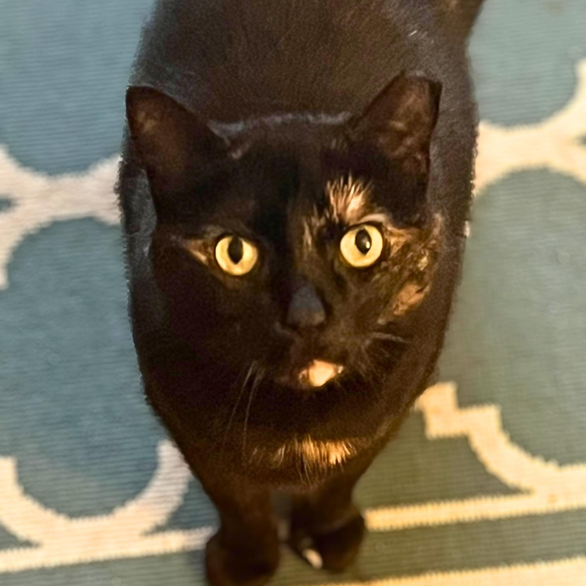Enlarge Midnight, a Adoptable Domestic Short Hair in New Cumberland, PA image 5/6