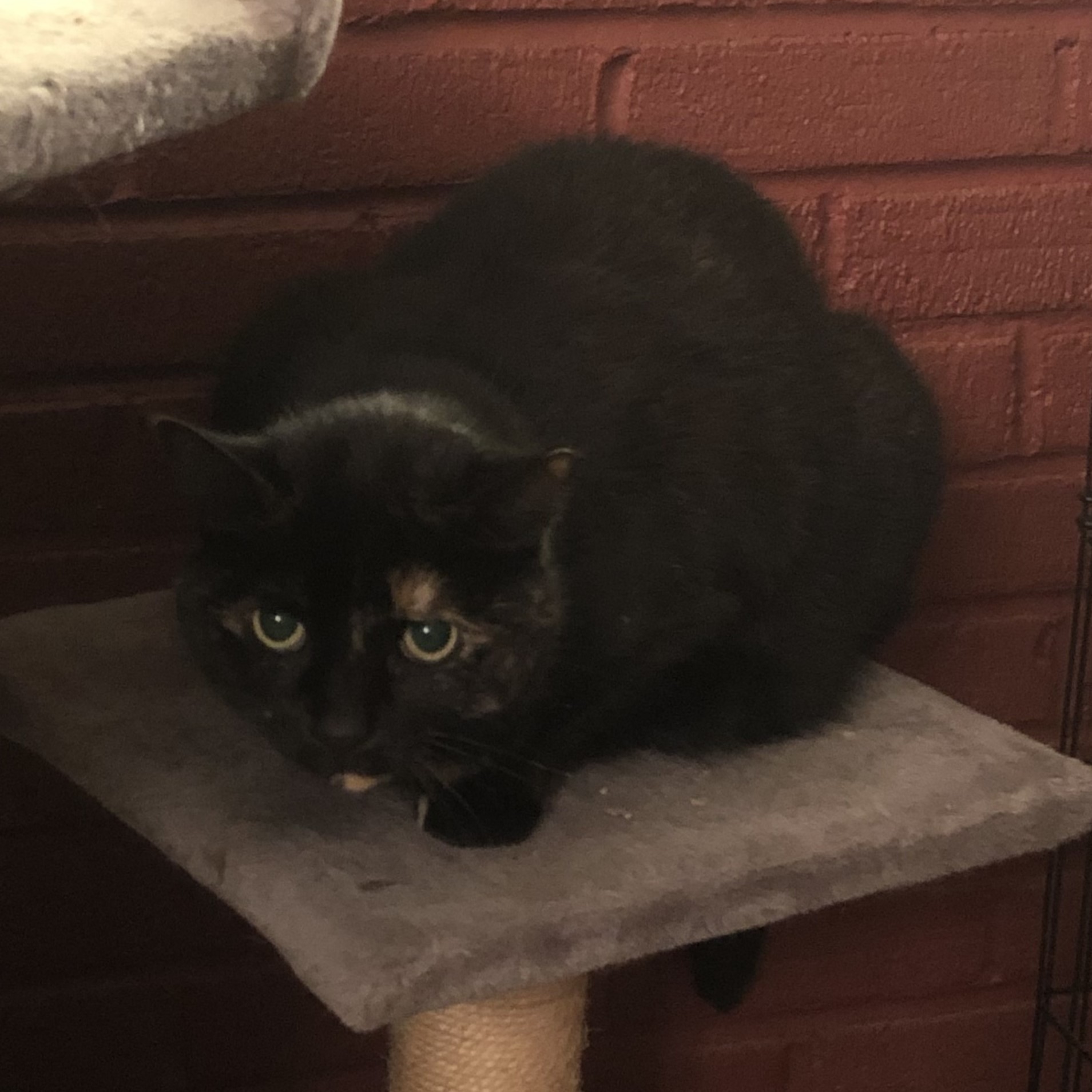 Enlarge Midnight, a Adoptable Domestic Short Hair in New Cumberland, PA image 3/6