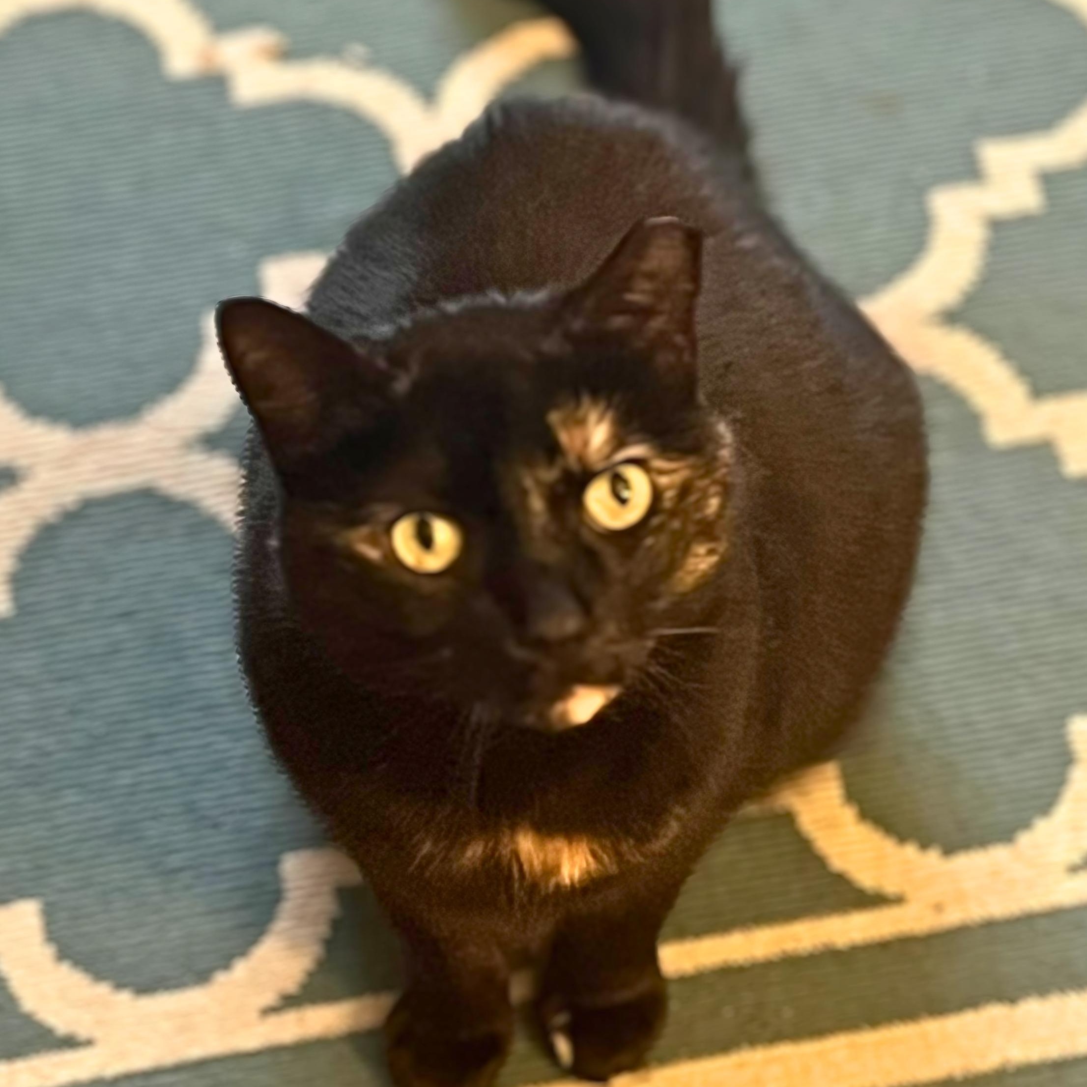 Midnight, Adoptable, Adult Female Domestic Short Hair.