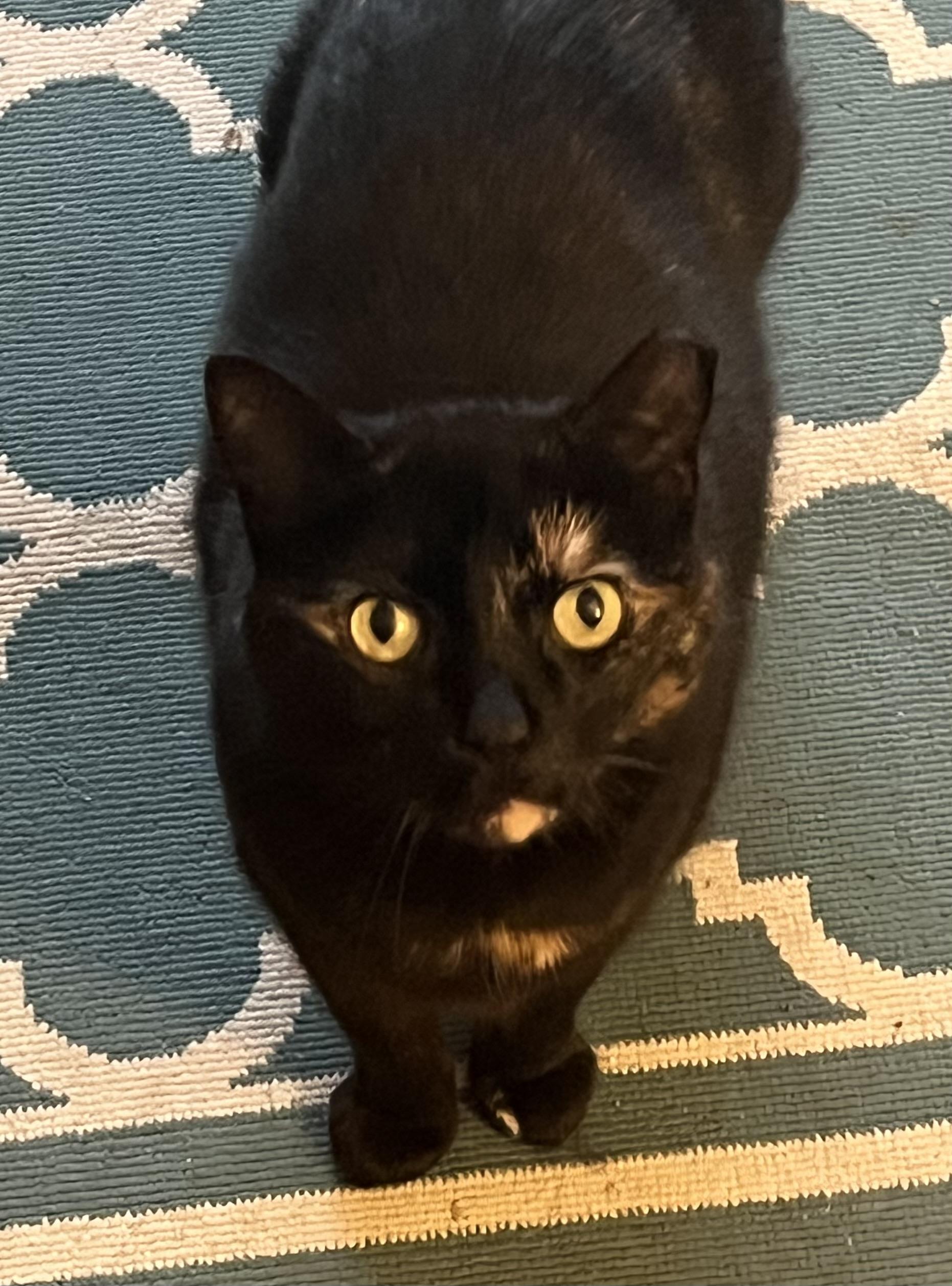 Enlarge Midnight, a Adoptable Domestic Short Hair in New Cumberland, PA image 5/6