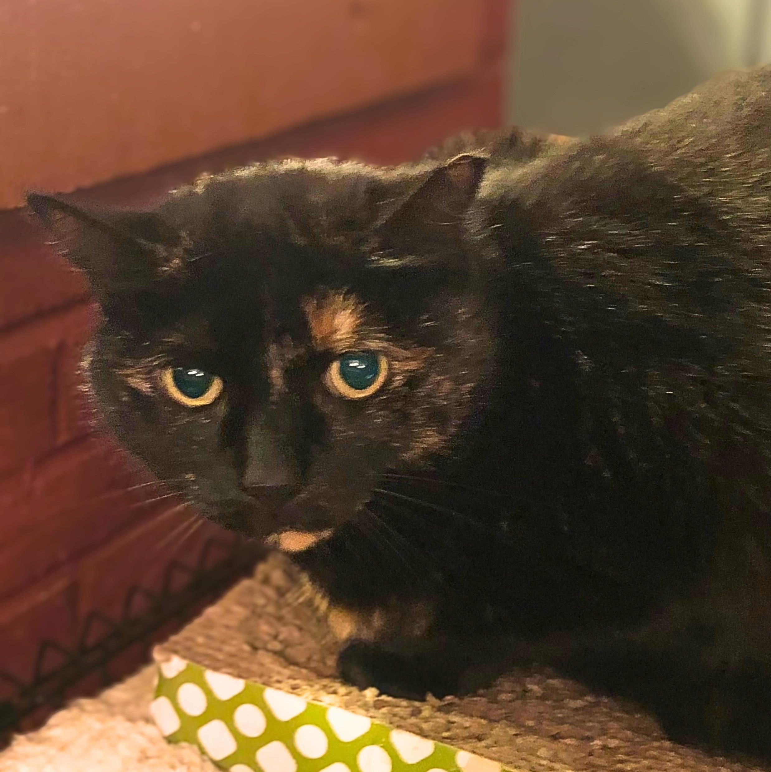 Enlarge Midnight, a Adoptable Domestic Short Hair in New Cumberland, PA image 2/6