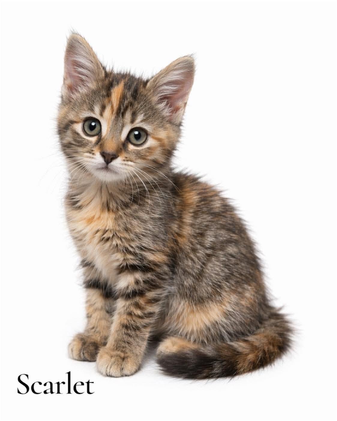 Scarlet, adopted, Kitten Female Domestic Long Hair.
