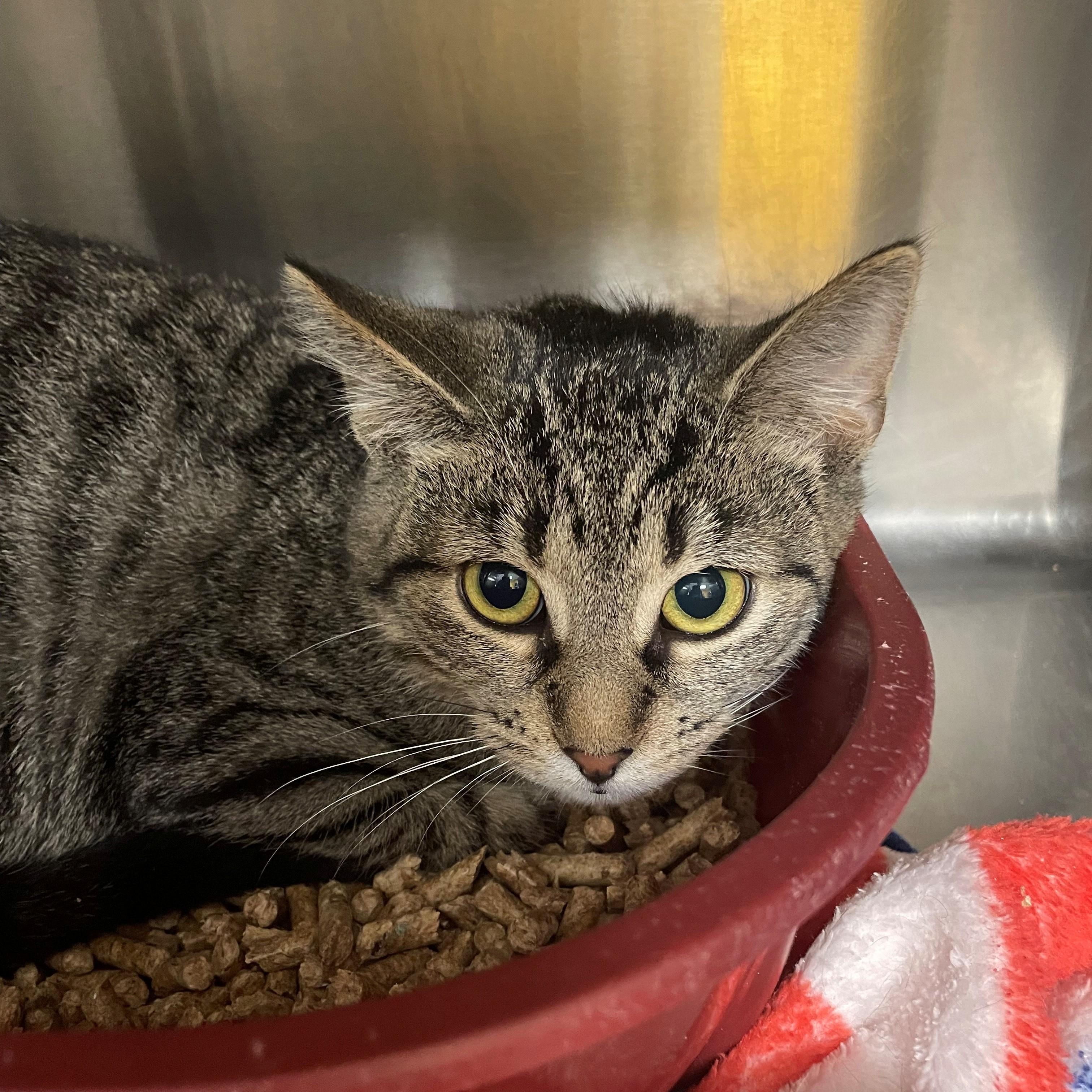 Flame, adopted, Young Male Domestic Short Hair.