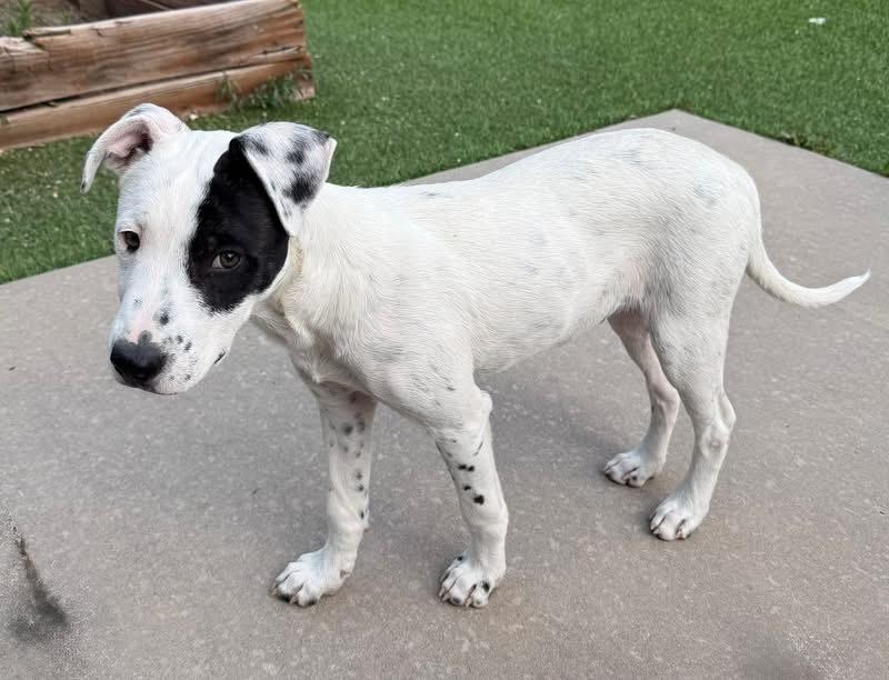 Knox, a Adoptable mixed breed in Colorado Springs, CO image 1/6