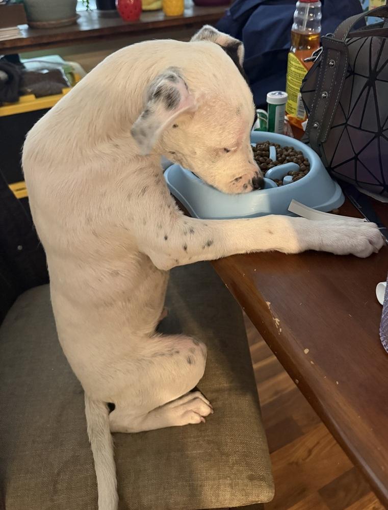 Knox, a Adoptable mixed breed in Colorado Springs, CO image 2/6