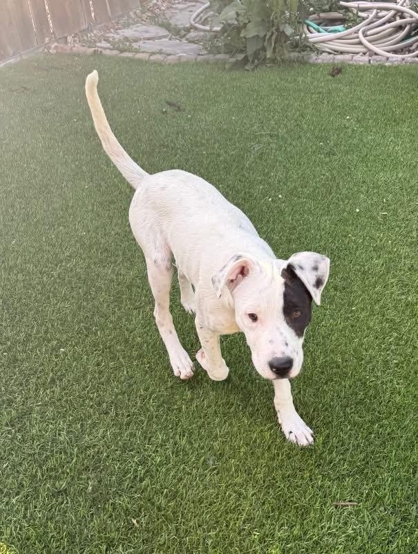 Knox, a Adoptable mixed breed in Colorado Springs, CO image 4/6