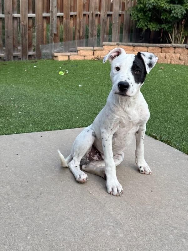Knox, a Adoptable mixed breed in Colorado Springs, CO image 5/6