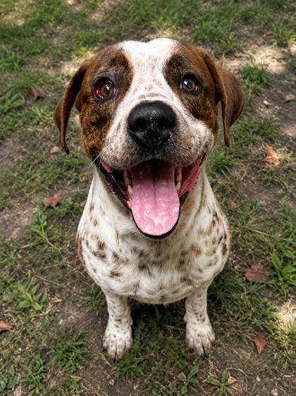 Daniel, ADOPTABLE, Adult Male Bluetick Coonhound & Pit Bull Terrier.
