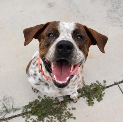 Enlarge Daniel, a ADOPTABLE mixed breed in Inverness, FL image 3/4