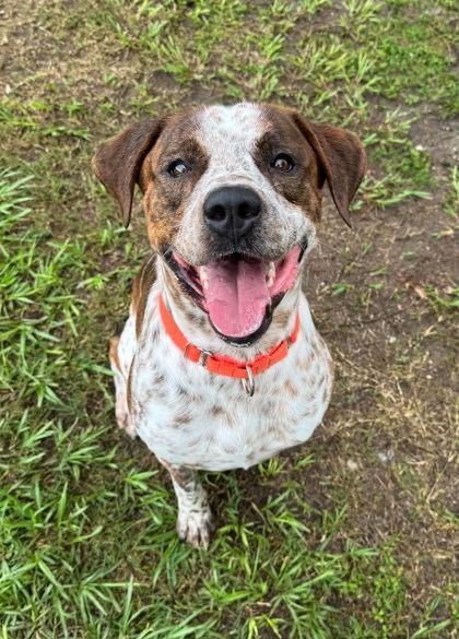 Enlarge Daniel, a Adoption Pending mixed breed in Inverness, FL image 3/4
