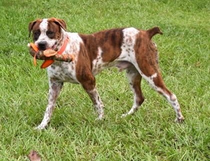 Enlarge Daniel, a ADOPTABLE mixed breed in Inverness, FL image 2/4