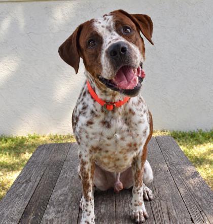 Enlarge Daniel, a Adoption Pending mixed breed in Inverness, FL image 1/4