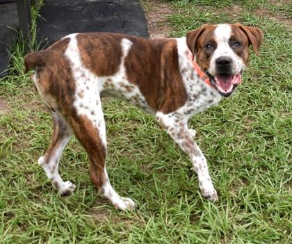 Enlarge Daniel, a ADOPTABLE mixed breed in Inverness, FL image 4/4