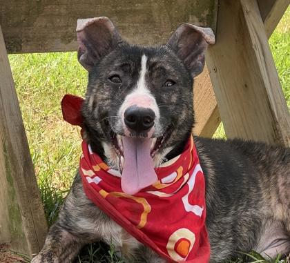 Stevie $25, Adoptable, Adult Male Cattle Dog & Mixed Breed.