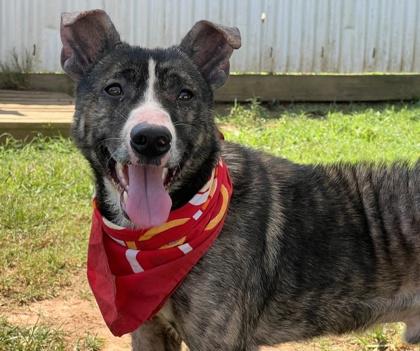 Stevie $25, a Adoptable mixed breed in Seneca, SC image 2/3