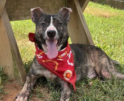 Stevie $25, a Adoptable mixed breed in Seneca, SC image 3/3