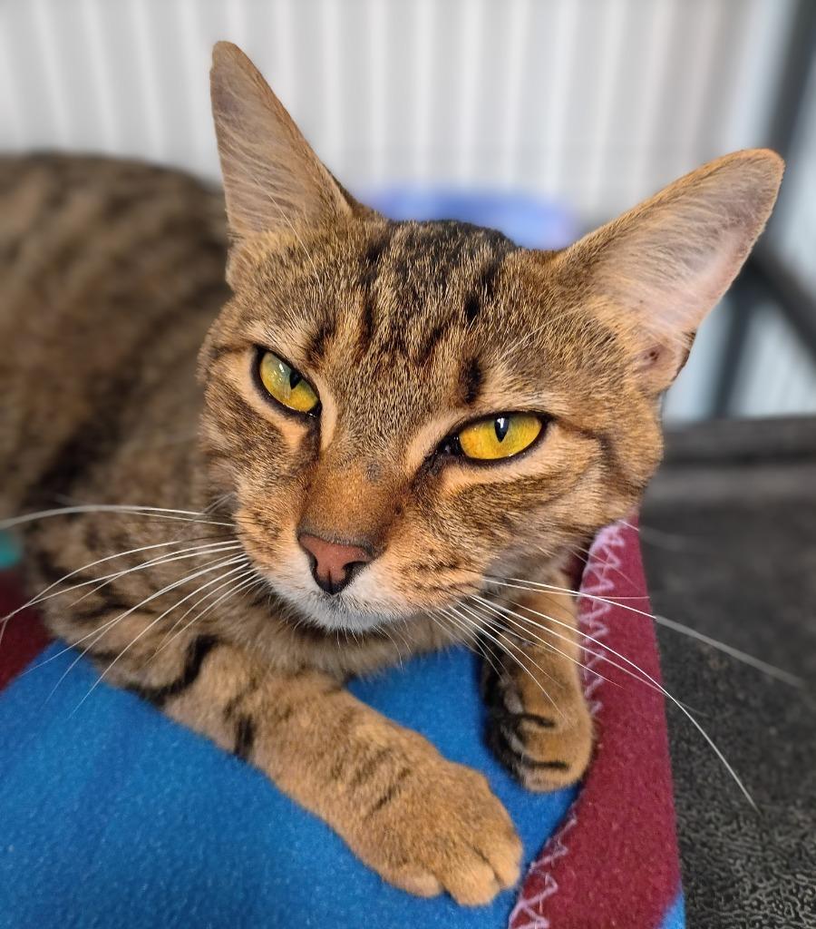 Aaron Burr, Adoptable, Young Male Domestic Short Hair.