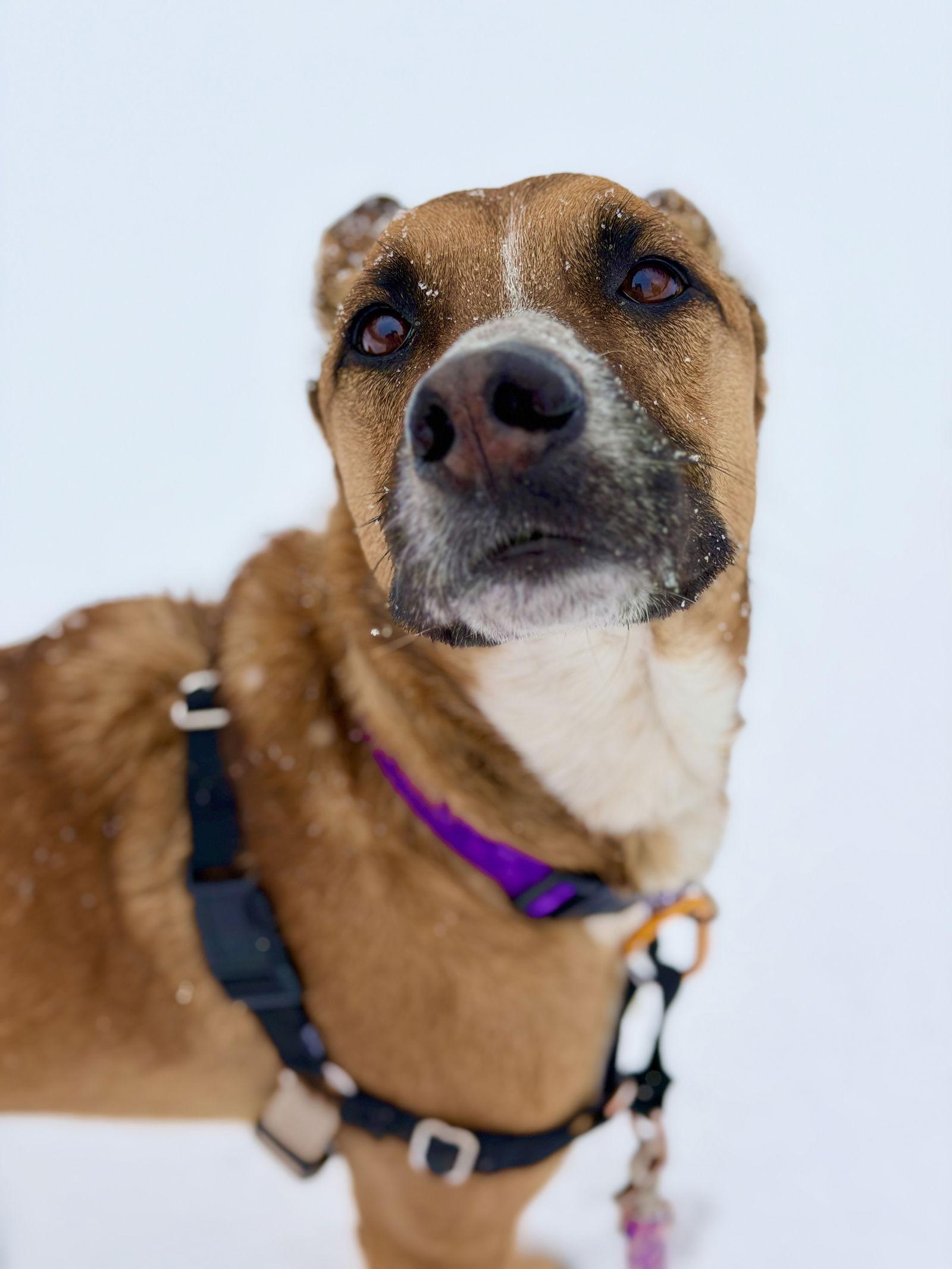 Marley, a Adoptable Belgian Shepherd / Malinois in West Cornwall, CT image 1/3