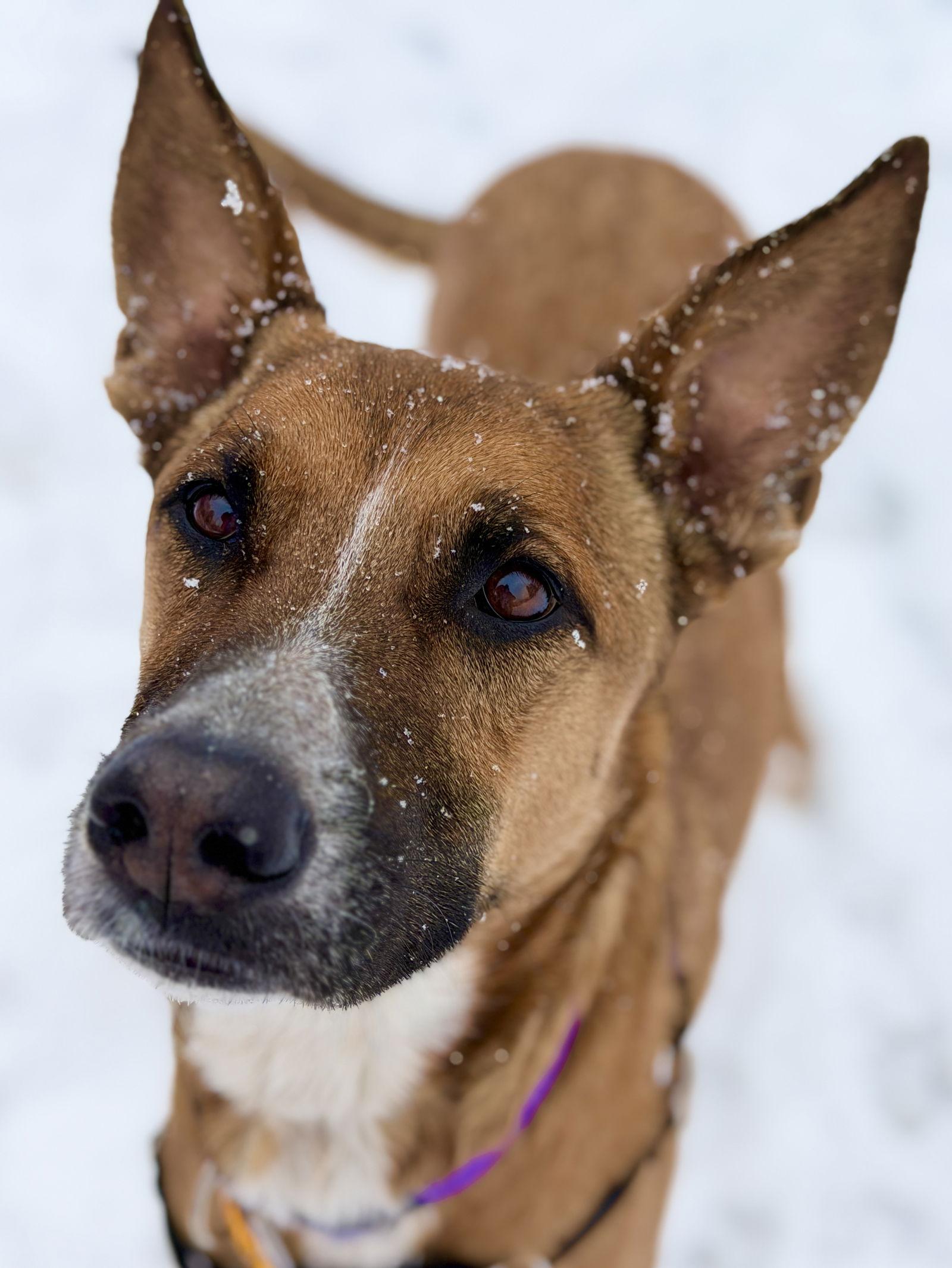 Marley, a Adoptable Belgian Shepherd / Malinois in West Cornwall, CT image 2/3
